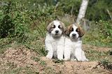 SAINT BERNARD 042